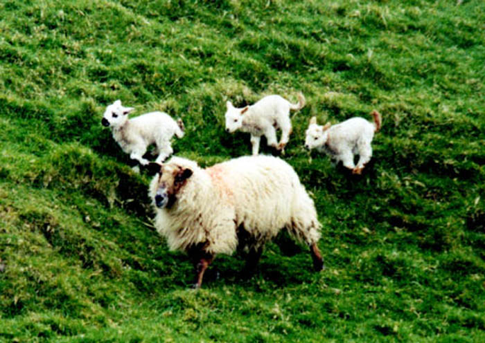 Leaping sheep.jpg 96.5K